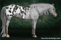 Horse Color:Liver Chestnut Appaloosa 