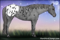 Horse Color:Black Appaloosa