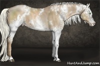 Horse Color:White Spotted Liver Chestnut Pearl