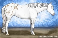 Horse Color:Chocolate Palomino Dun Appaloosa 