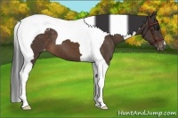 Horse Color:Bay Tobiano Appaloosa