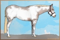 Horse Color:Liver Chestnut Sabino Frame Appaloosa 
