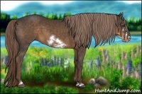 Horse Color:Liver Chestnut Sabino Frame 