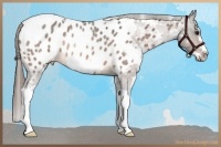 Horse Color:White Spotted Buckskin Roan Splash Frame Appaloosa Rabicano 