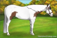 Horse Color:Bay Splash Tobiano