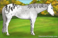Horse Color:White Spotted Smoky Black Sabino Splash Appaloosa 
