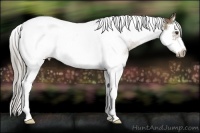 Horse Color:Chocolate Palomino Splash Tobiano Frame 