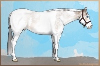 Horse Color:White Spotted Bay Splash Tobiano