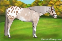 Horse Color:Bay Sabino Frame Appaloosa Rabicano 