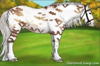Horse Color:Silver Bay Onyx Sabino 