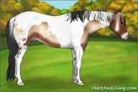 Horse Color:Bay Onyx Tobiano 
