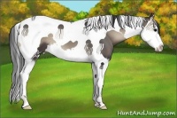 Horse Color:Blue Onyx Splash Tobiano 