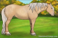 Horse Color:Silver Amber Champagne 