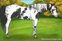 Horse Color:Black Splash Tobiano Appaloosa 