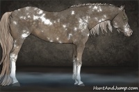 Horse Color:White Spotted Chocolate Palomino
