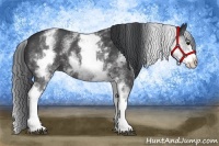 Horse Color:White Spotted Black Rabicano 