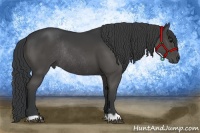Horse Color:Black Rabicano 