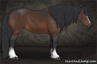 Horse Color:White Spotted Bay Rabicano 