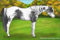 Horse Color:White Spotted Black Tobiano 