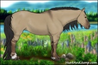 Horse Color:Liver Red Dun Sabino Rabicano