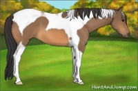 Horse Color:Buckskin Tobiano 