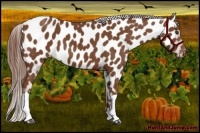 Horse Color:Chestnut Near Leopard 