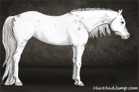 Horse Color:Chocolate Silver Black Sabino Splash 