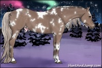 Horse Color:White Spotted Chocolate Silver Black Sabino 