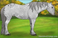 Horse Color:Black Ice Appaloosa