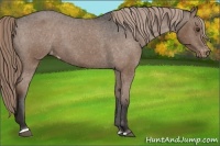 Horse Color:Liver Chestnut Sabino Appaloosa 