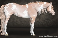 Horse Color:Watercolor White Spotted Gold Cream Champagne Onyx Rabicano 