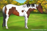 Horse Color:Bay Tobiano 