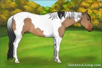 Horse Color:Bay Dun Tobiano