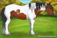 Horse Color:Bay Tobiano 
