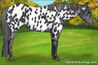 Horse Color:Black Appaloosa