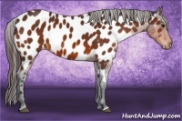 Horse Color:Bay Appaloosa 