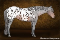 Horse Color:Brown Appaloosa