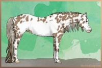 Horse Color:Liver Red Dun Frame Appaloosa 