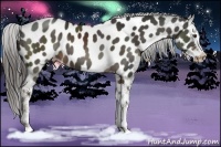 Horse Color:Liver Chestnut Splash Appaloosa 