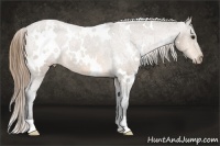 Horse Color:White Spotted Buckskin Appaloosa
