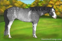 Horse Color:White Spotted Black Splash Rabicano 