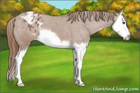 Horse Color:Chestnut Splash Varnish 