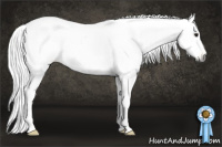 Horse Color:Gray Bay Appaloosa 