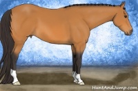 Horse Color:Buckskin 