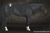Horse Color:Black Appaloosa