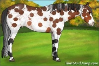 Horse Color:Bay Sabino Rabicano 