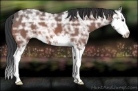 Horse Color:Bay Ice Splash 