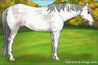 Horse Color:Bay Onyx Sabino Splash Rabicano 