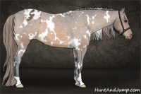 Horse Color:White Spotted Buckskin Appaloosa