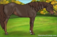 Horse Color:Liver Chestnut 